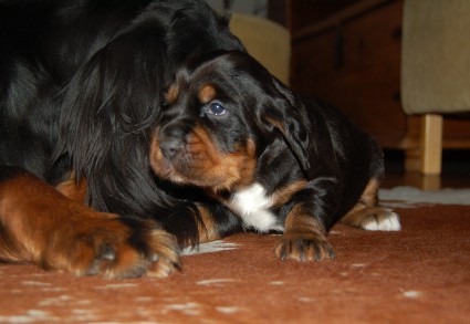 Turpa ylh��ll�