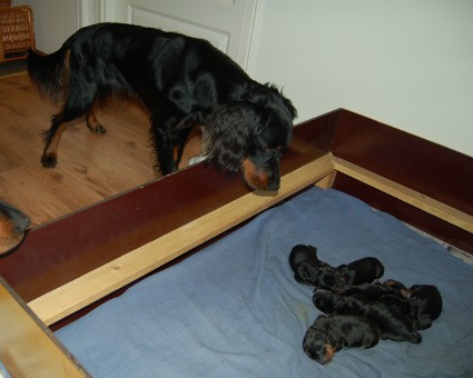 Seita tarkistaa U-pentuetta