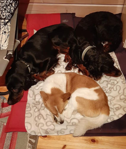 Xero, Velho ja Joiku