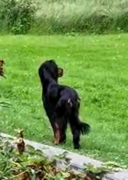 Riesa treenaa nostoa