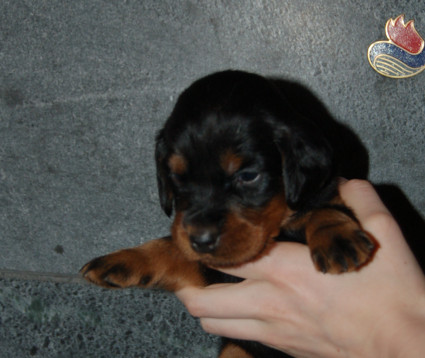 Topi