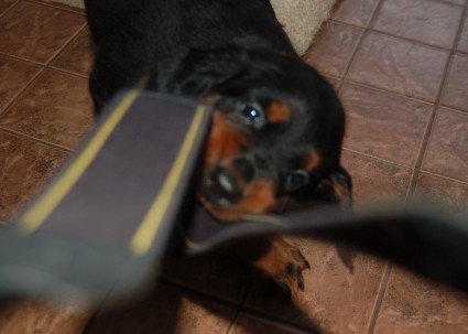 Pentu