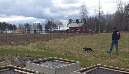 Piikkausta