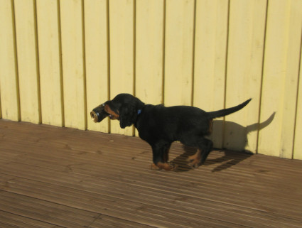 Merlin