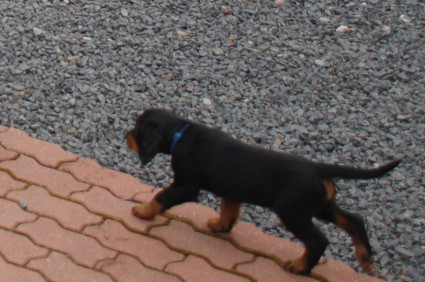 Merlin