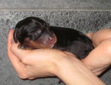 N�tti pentu