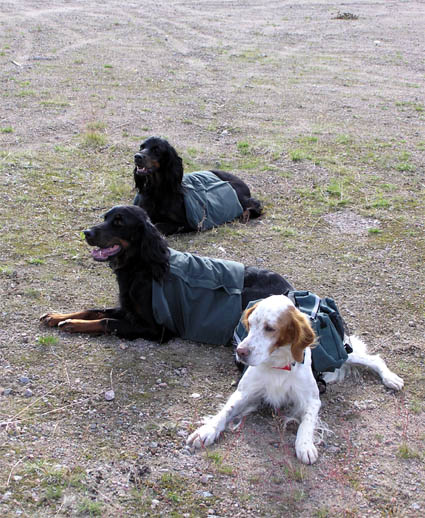 Koirat maastoon l�hd�ss�