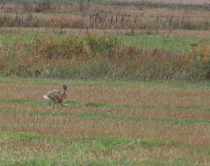 J�nis istui maassa...