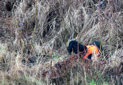 Hanskilla fasu piikiss�