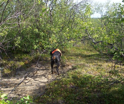 Tatti seisoo riekkoja