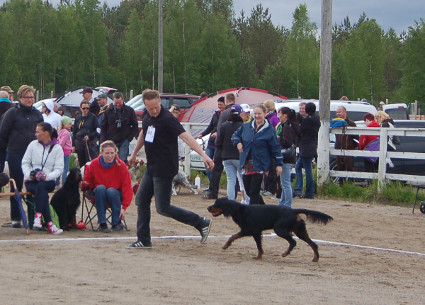 Viima