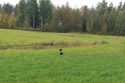 Vattu