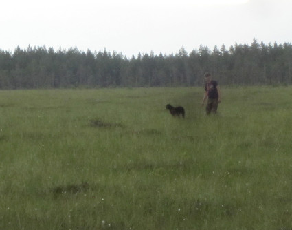 Koira odottaa