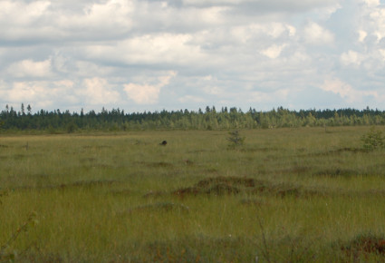 Seisonta