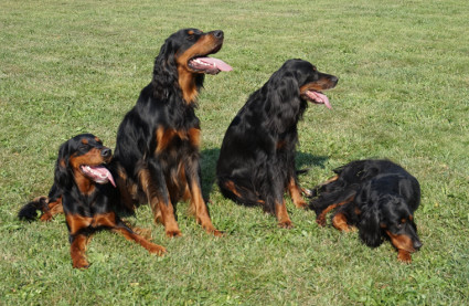 Jippu, Julle, Tatti ja Rihla