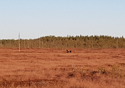 Nevalla