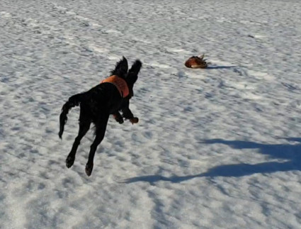 Hop!
