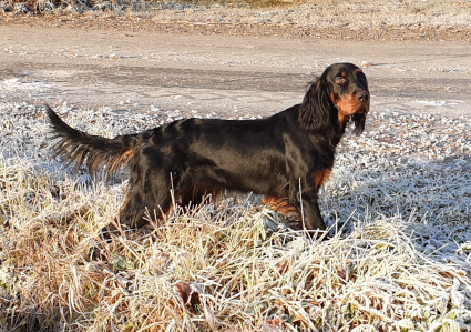 Norja