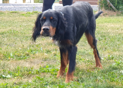 Pelle