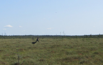 Hakua nevalla