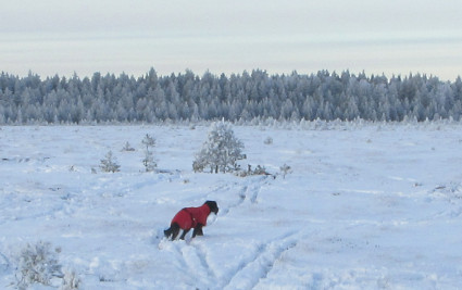 Sunnuntaina