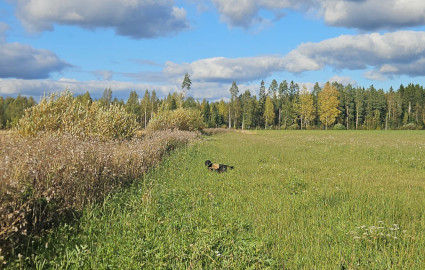 Vilu fasaanijahdissa